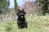 CAIRN TERRIER 093